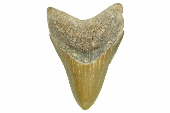 Serrated, Fossil Megalodon Tooth - North Carolina #371495